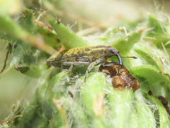 Lixus filiformis