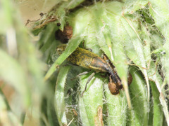 Lixus filiformis