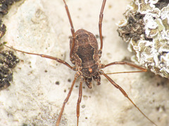Dasylobus