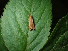 Dichomeris ustalella