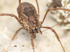 Dasylobus