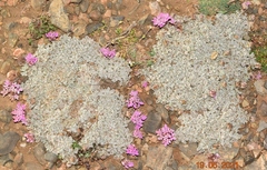 Pterocephalus spathulatus