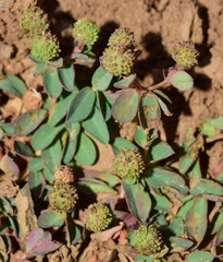 Euphorbia flavicoma