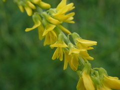 Melilotus officinalis