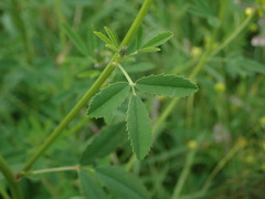 Melilotus officinalis