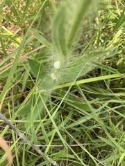 Hieracium longipilum
