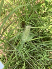 Hieracium longipilum