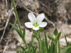 Mcneillia graminifolia