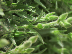 Mcneillia graminifolia