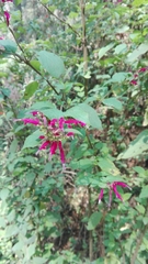 Salvia iodantha