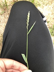 Elymus smithii