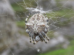 Araneus circe