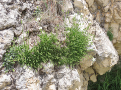 Mcneillia graminifolia