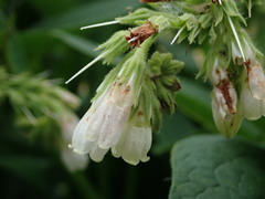 Symphytum officinale