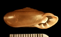 Ashmunella amblya