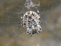 Araneus circe