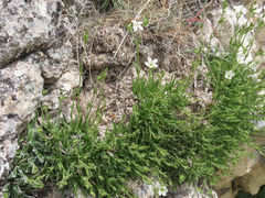 Mcneillia graminifolia