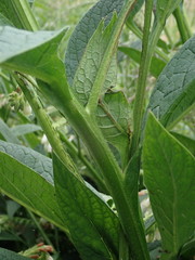 Symphytum officinale
