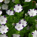 Nemophila maculata - Photo (c) Matt N Charlotte, algunos derechos reservados (CC BY-NC-ND)
