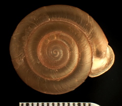 Ashmunella amblya