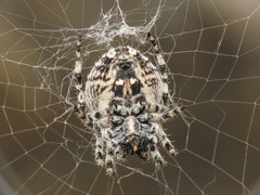 Araneus circe