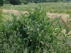 Symphytum officinale