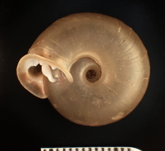 Ashmunella amblya