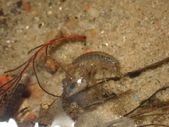 Gammarus pulex