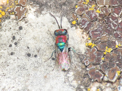 Chrysura candens