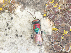 Chrysura candens