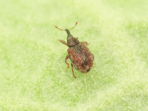 Cleopus solani