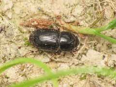 Calamosternus granarius