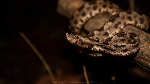 Dunn's Hognose Viper