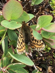 Boloria chariclea