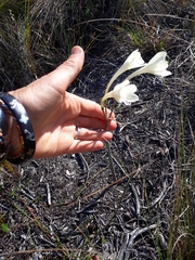 Cyrtanthus leucanthus