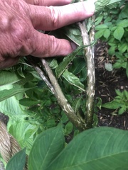 Amorphophallus konjac