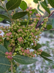 Pistacia × saportae