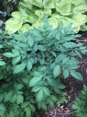 Amorphophallus konjac