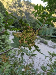 Pistacia × saportae