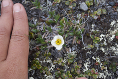Dryas ajanensis