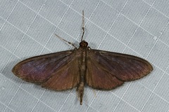 Coptobasis
