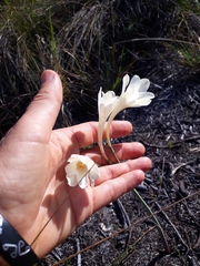 Cyrtanthus leucanthus