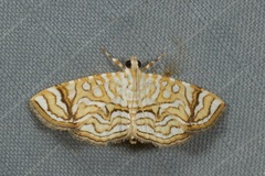 Opisthedeicta poritialis