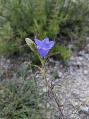 Campanula speciosa