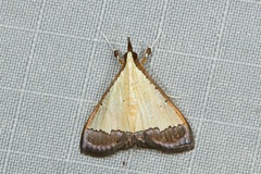 Pseudonoorda nigropunctalis