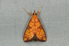 Pyrausta ignealis