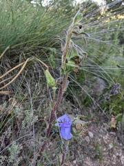 Campanula speciosa
