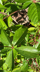 Parthenocissus quinquefolia