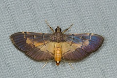 Bacotoma binotalis