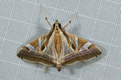 Agrioglypta itysalis